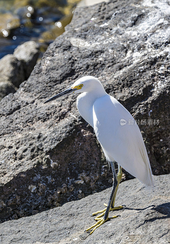 雪白鹭(Egretta thula)是一种小白鹭。洛雷托湾国家海洋公园，墨西哥下加利福尼亚